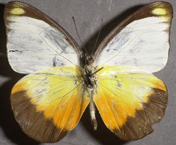 Media type: image;   Entomology 16616 Aspect: habitus ventral view